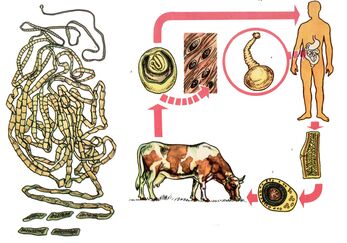 For a very common helminth, bovine tapeworm, a cow serves as an intermediate host and one person is the last. 