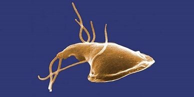 Types of pests in the human body