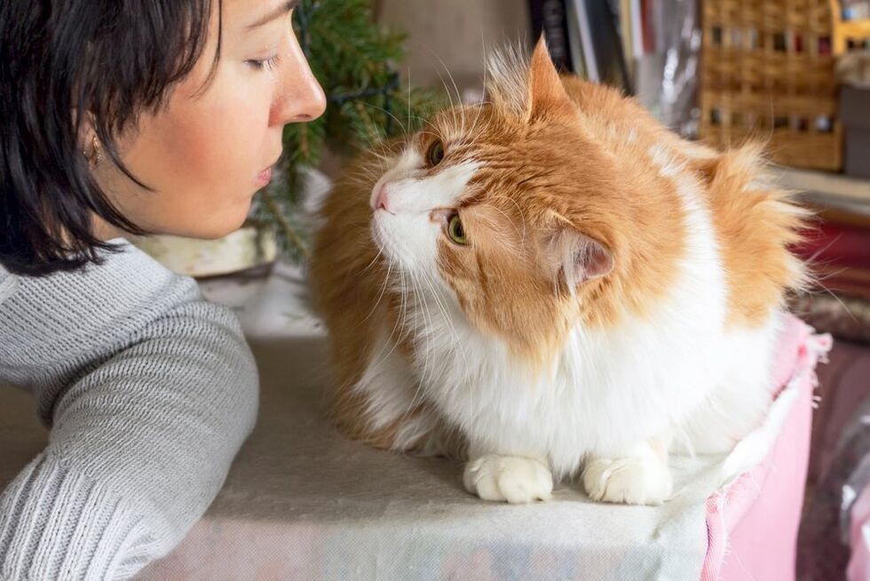 Domestic animals