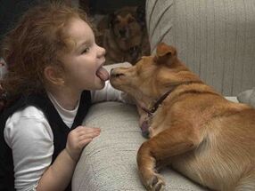 A child kisses a dog and is infected with parasites