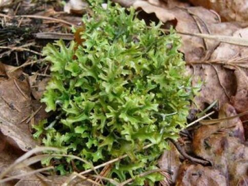 cetraria from body parasites