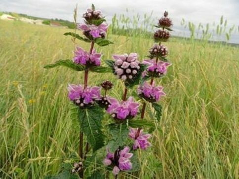 iron ore plant from body parasites
