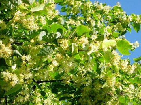 linden blossoms from parasites on the body