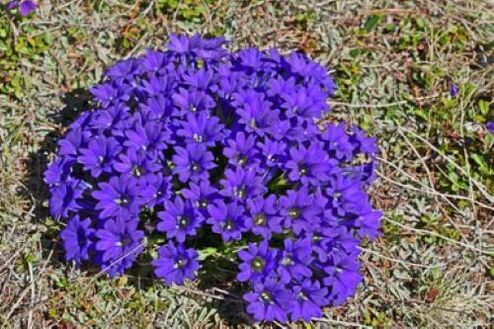 root of fever from parasites in the body