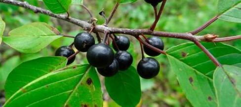 sea ​​buckthorn bark against parasites in the body