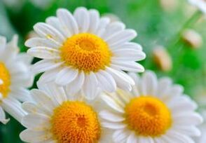 Healing chamomile flowers - a means to get rid of worms
