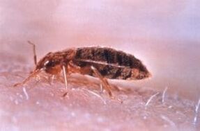 Bedbugs are a parasite that feeds on human blood
