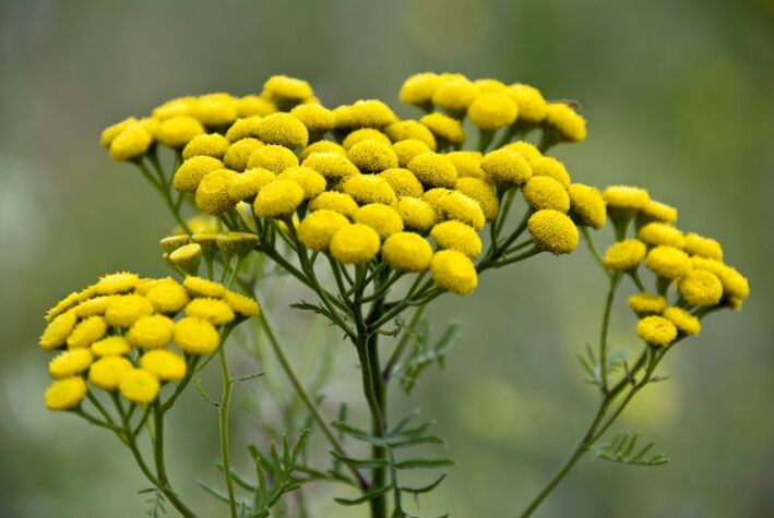 Bitter vegetable tansy will help remove parasites from the body