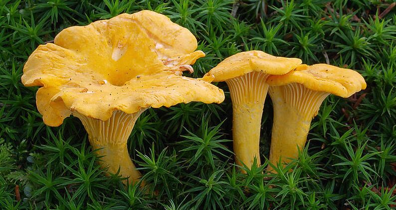 chanterelle mushrooms from pests