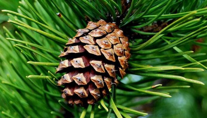 pine cone for pest removal