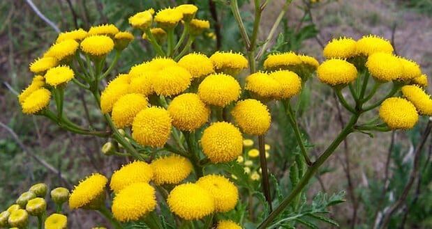 tansy to prevent the appearance of pests